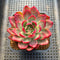 Echeveria 'Sunrise' Variegated 2"-3" Succulent Plant Cutting