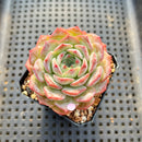 Echeveria 'Icy Green' x 'Orange Monroe' 2" Succulent Plant