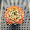 Echeveria 'Icy Green' x 'Orange Monroe' 2" Succulent Plant