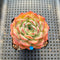 Echeveria 'Icy Green' x 'Orange Monroe' 2" Succulent Plant