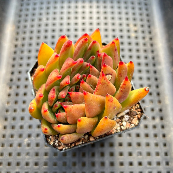 Echeveria Agavoides sp. Crested 3" Succulent Plant