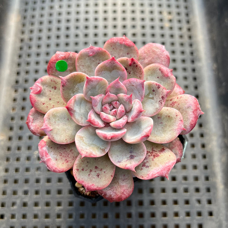 Echeveria 'Cherry Shadow' 3" Succulent Plant