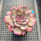 Echeveria 'Cherry Shadow' 3" Succulent Plant