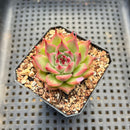 Echeveria 'Toscanelli' 1" Succulent Plant