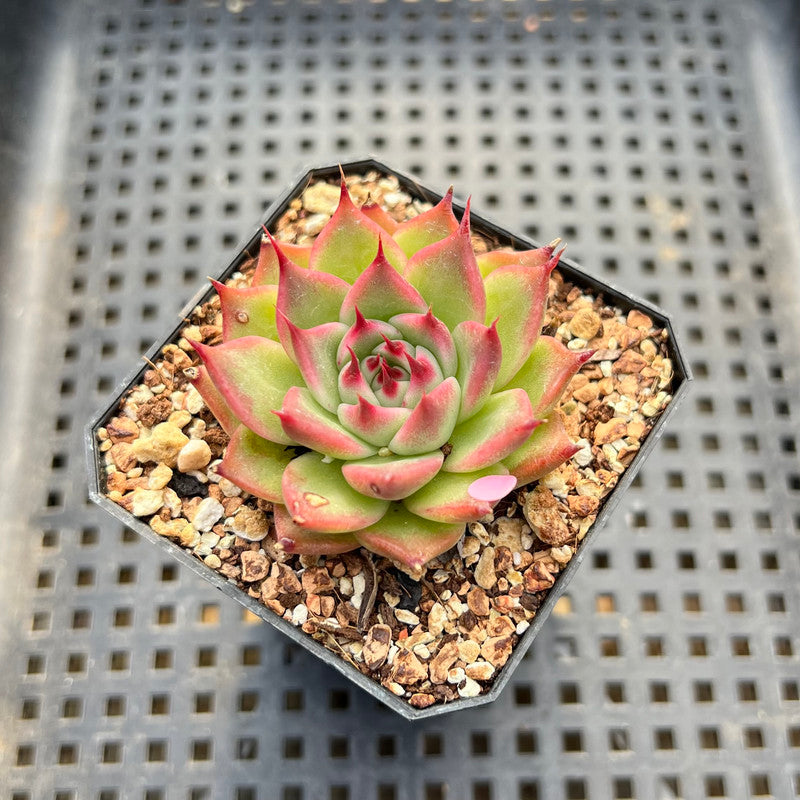 Echeveria 'Toscanelli' 1" Succulent Plant