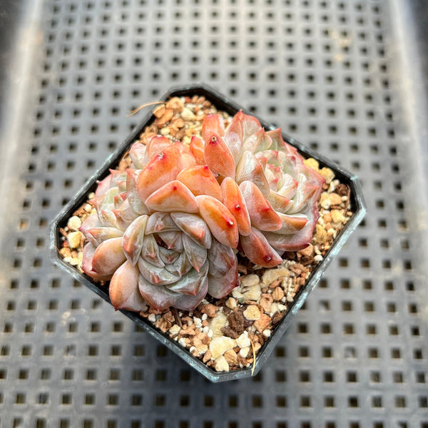 Echeveria 'Herace' 2" Succulent Plant