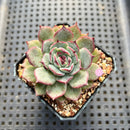 Echeveria 'Sarahime' Hybrid 2" Succulent Plant