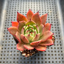 Echeveria Agavoides sp. 3" Succulent Plant