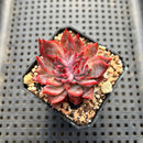 Echeveria 'Forte' 2" Succulent Plant