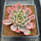 Echeveria 'Secunda' Variegated 2"-3" Succulent Plant Cutting