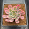 Echeveria 'Secunda' Variegated 2"-3" Succulent Plant Cutting