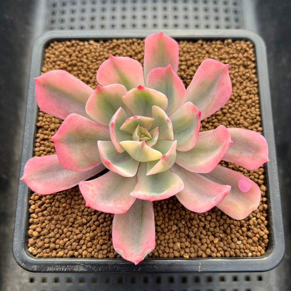 Echeveria 'Secunda' Variegated 2"-3" Succulent Plant Cutting