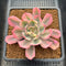 Echeveria 'Secunda' Variegated 2"-3" Succulent Plant Cutting