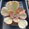 Echeveria 'Silk Road' Variegated 4" Succulent Plant Cutting