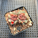 Echeveria 'Goldfinch' 2" Succulent Plant