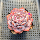 Echeveria ‘Lotus’ 2”-3” Succulent Plant