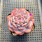 Echeveria ‘Lotus’ 2”-3” Succulent Plant