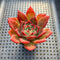 Echeveria Agavoides sp. 2"-3" Succulent Plant