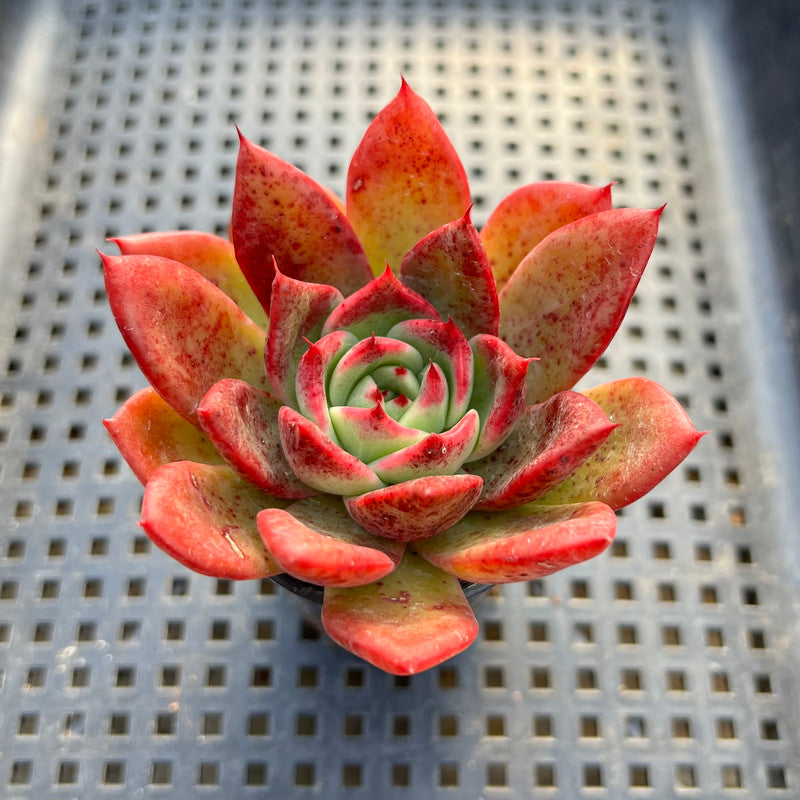 Echeveria Agavoides sp. 2"-3" Succulent Plant