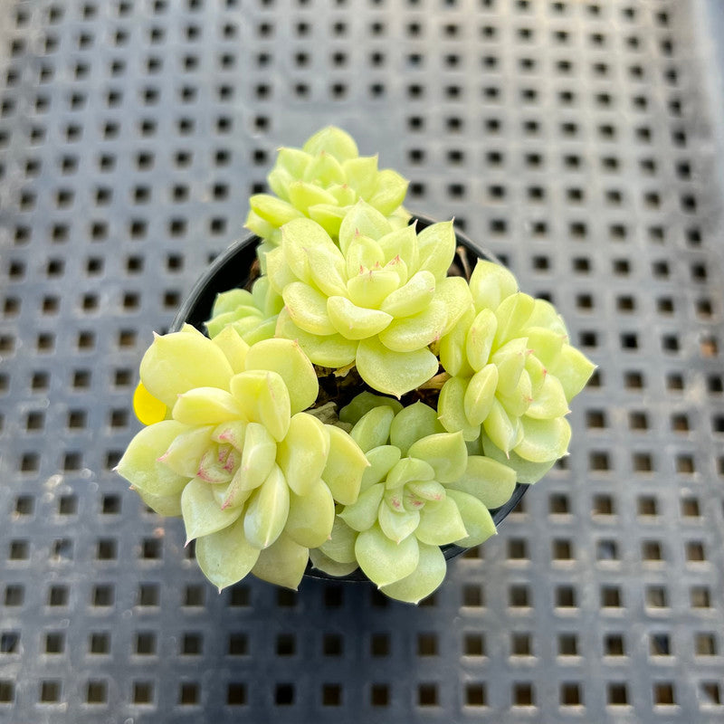 Echeveria 'White Swan' 2" Cluster Succulent Plant