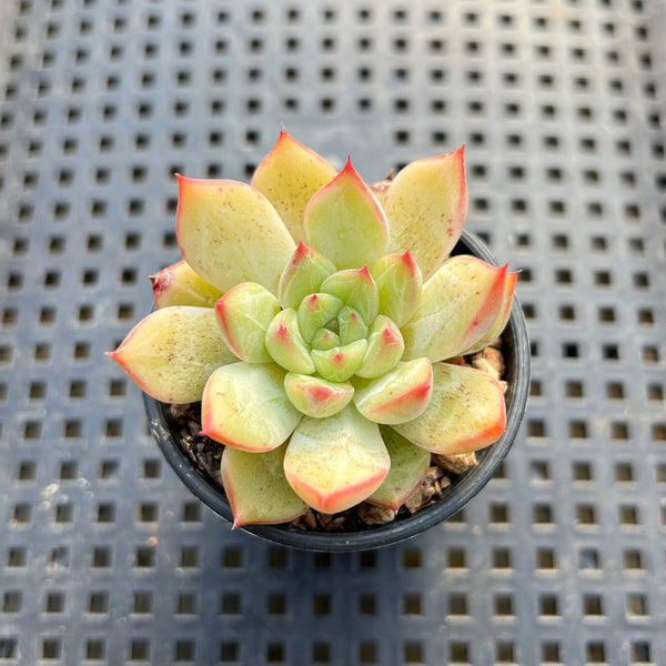 Echeveria sp. 2" Succulent Plant