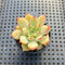 Echeveria sp. 2" Succulent Plant