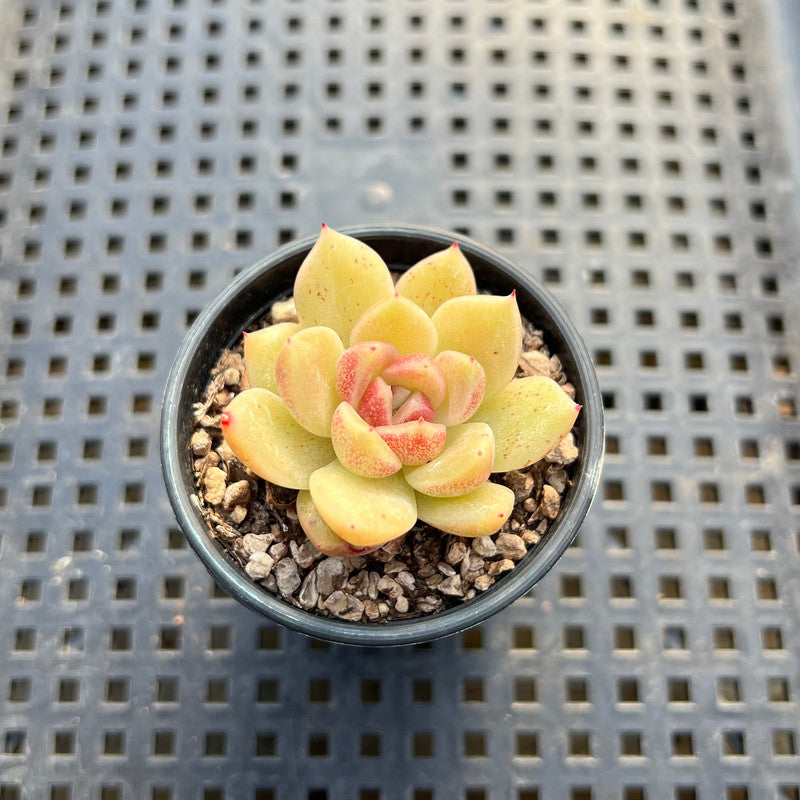 Echeveria sp. 1"-2" Succulent Plant