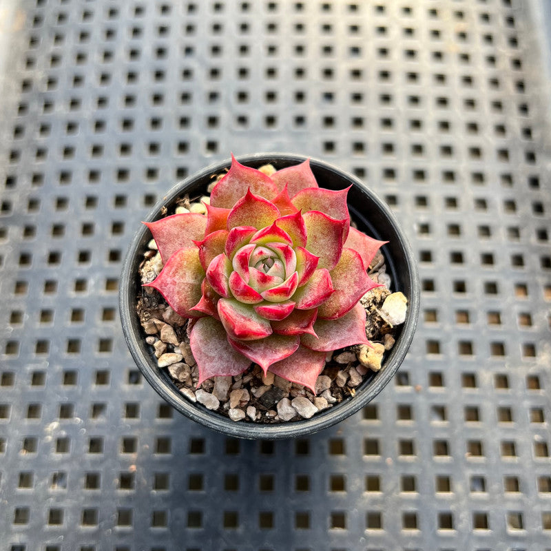 Echeveria sp. 1"-2" Succulent Plant