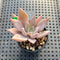 Echeveria 'Pink Lutea' 1"-2" Succulent Plant