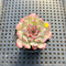 Echeveria 'Michelin' 2" Changhee Hybrid Succulent Plant