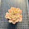 Echeveria 'Orange Bar' 1"-2" Succulent Plant