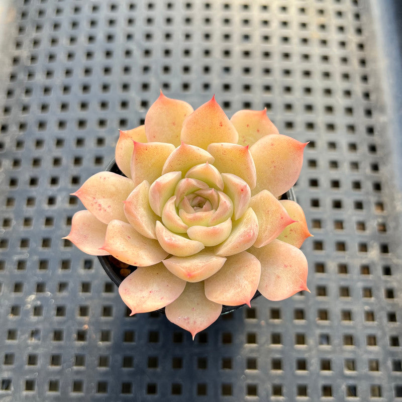 Echeveria 'Orange Bar' 1"-2" Succulent Plant