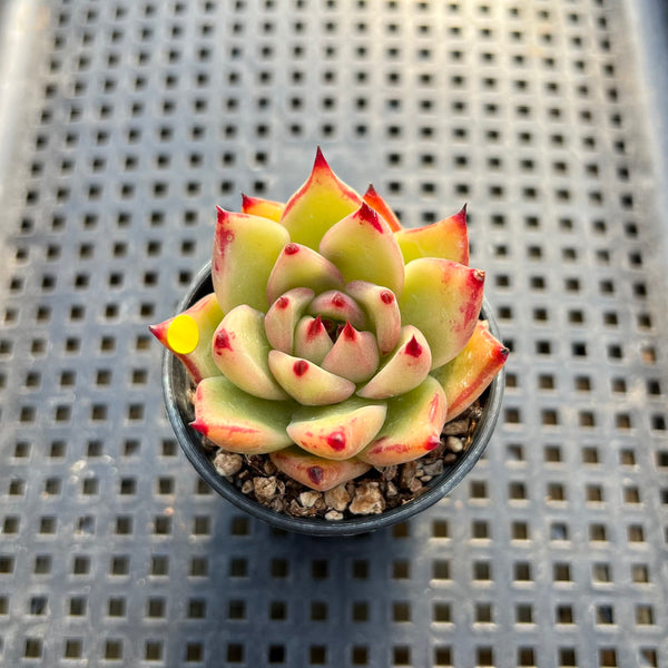 Echeveria Agavoides 'Haiku' 2" Succulent Plant