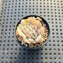 Echeveria 'Mexican Snowball' Crested 1" Succulent Plant