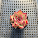 Echeveria Agavoides 'Haiku' 2" Succulent Plant