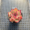 Echeveria Agavoides 'Haiku' 2" Succulent Plant