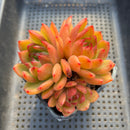 Echeveria Agavoides sp. 4" Large Cluster Succulent Plant