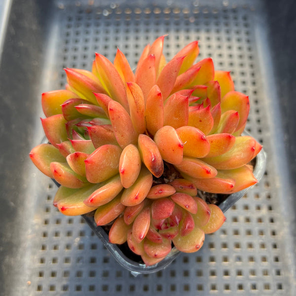 Echeveria Agavoides sp. 4" Large Cluster Succulent Plant