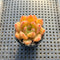 Echeveria Agavoides sp. 2" Succulent Plant