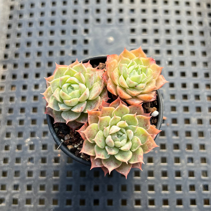 Echeveria sp. 2" Succulent Plant