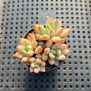 Pachyphytum sp. 2" Cluster Succulent Plant