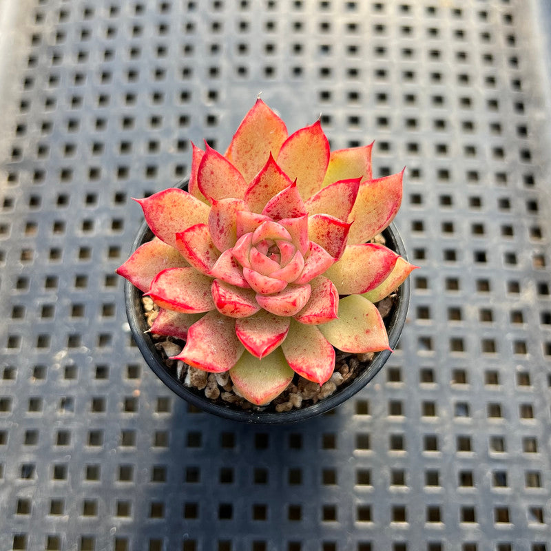 Echeveria sp. 2"-3" Succulent Plant