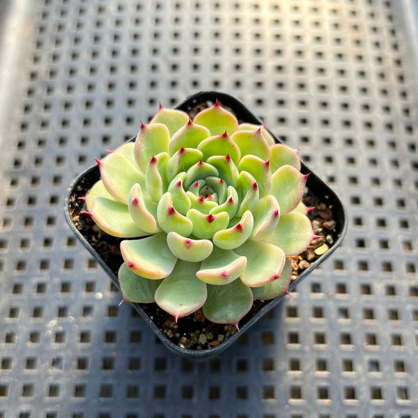 Echeveria Zaragoza Hybrid 2" Succulent Plant