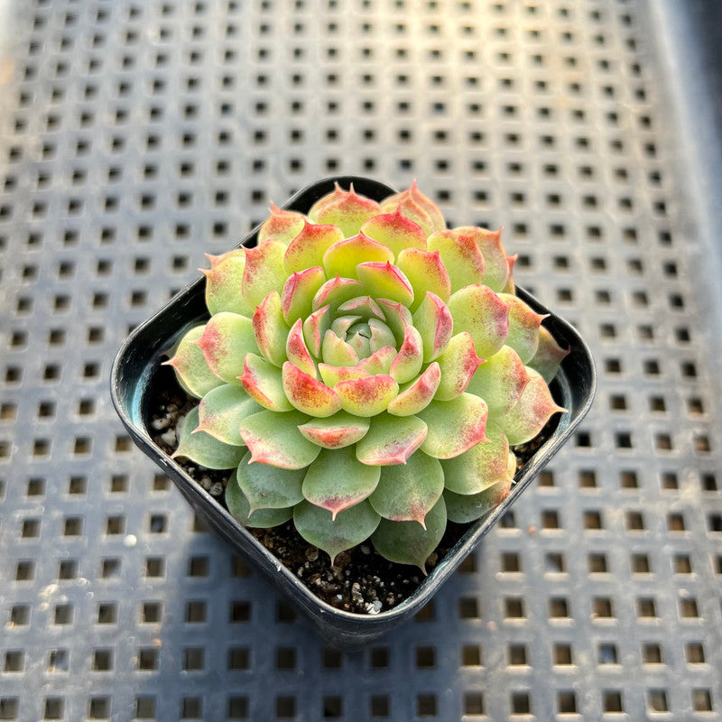 Echeveria sp. 2" Succulent Plant Cutting