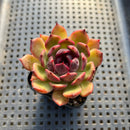 Echeveria 'Black Smoke' 2"-3" Succulent Plant