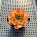 Echeveria 'Elizabeth' 2" Succulent Plant