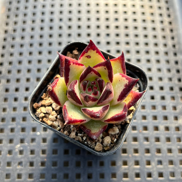 Echeveria Agavoides 'Black Ebony' 2" Succulent Plant