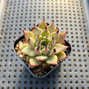 Echeveria 'Sarabony' 2" Succulent Plant