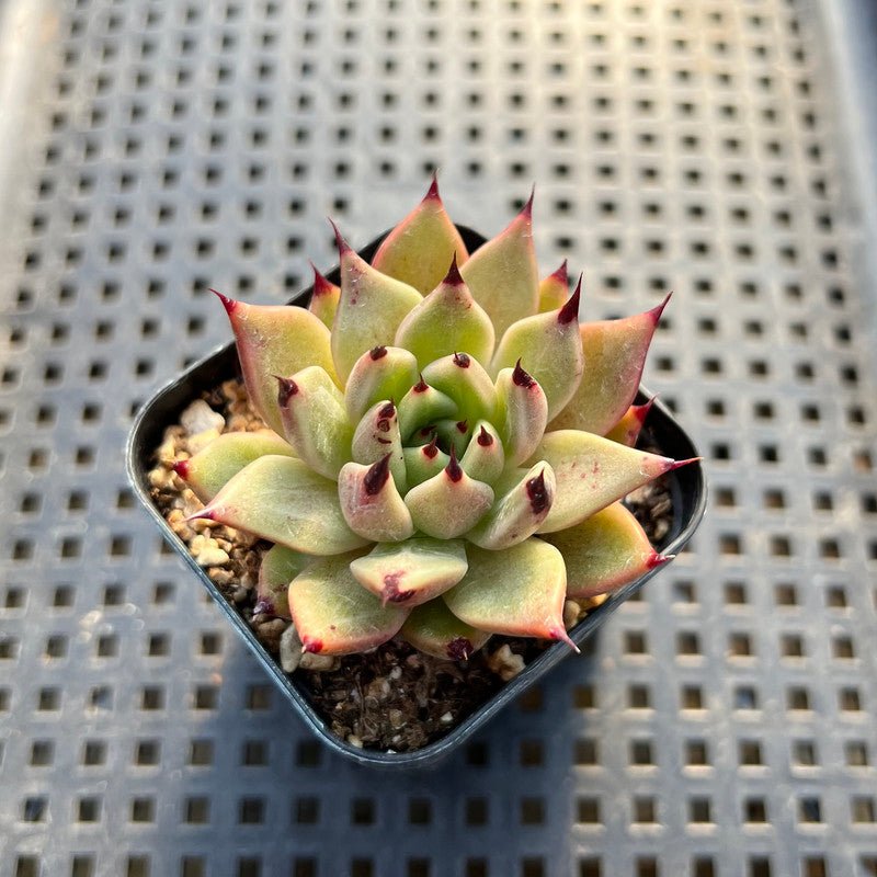 Echeveria 'Sarabony' 2" Succulent Plant