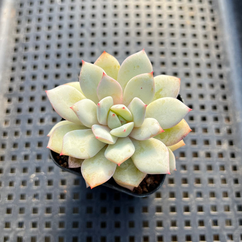 Echeveria 'Derenbergii' x 'Laui' 2" Succulent Plant